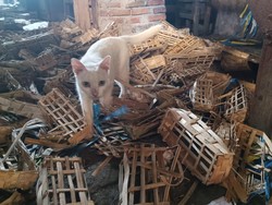 Pedagang Curigai 4 Sosok Misterius Pemenggal Kucing di Pasar Sepanjang