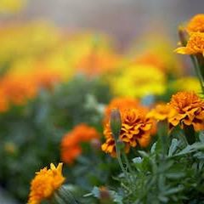 Marigold/Foto: freepik