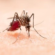 4 Warna yang Tidak Disukai Nyamuk, Bisa Bantu Cegah Gigitan!