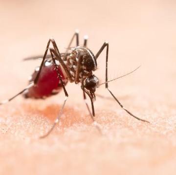 Pertama Kali dalam Sejarah, Nyamuk Ditemukan di Islandia! Dampak Krisis Iklim?