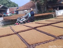Tembakau Mole, Warisan Leluhur Sunda yang Tersimpan di Sasag Bambu