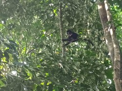 Lutung Liar Mengamuk di Cianjur, Bocah Diserang-Genting Dirusak