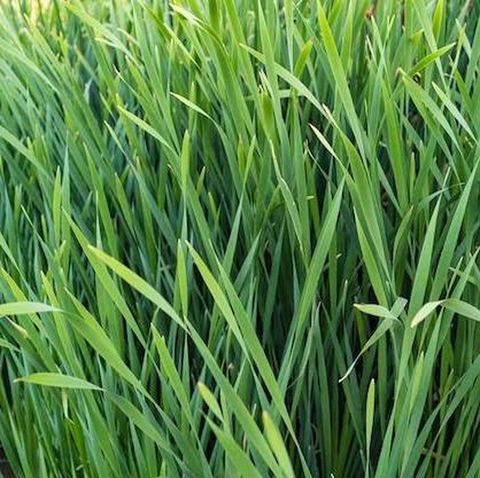 serai wangi/foto: freepik