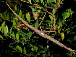 Australia Temukan Serangga Baru Berukuran Raksasa