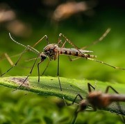 5 Tanaman yang Bisa Mengusir Nyamuk, Bantu Cegah DBD!