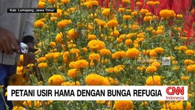 VIDEO: Bunga Refugia Digunakan untuk Mengendalikan Hama