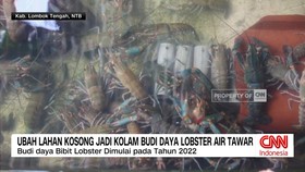 VIDEO: Ubah Lahan Kosong Jadi Kolam Budidaya Lobster Air Tawar