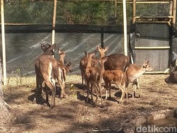 12 Rusa Timor dari Bali Zoo Dilepasliarkan di Taman Nasional Bali Barat