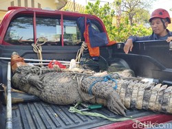 Buaya 3 Meter Resahkan Warga Sidoarjo Dievakuasi dari Kebun Tebu