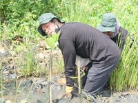 Mengenal Wajah Baru Bapak Mangrove Indonesia, Paundra Hanutama