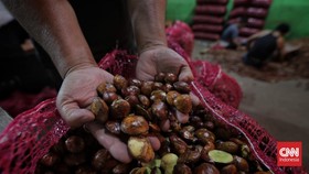 FOTO: Wajah Jengkol di Jakarta yang Harganya Hampir Setara Daging Sapi