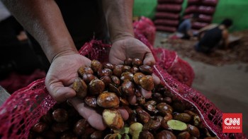 FOTO: Wajah Jengkol di Jakarta yang Harganya Hampir Setara Daging Sapi