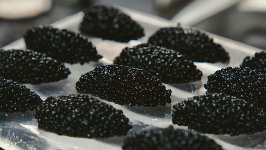 ilustrasi caviar ilustrasi caviar