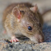 5 Makanan yang Paling Disukai Tikus, Bisa Dijadikan Umpan Jebakan!