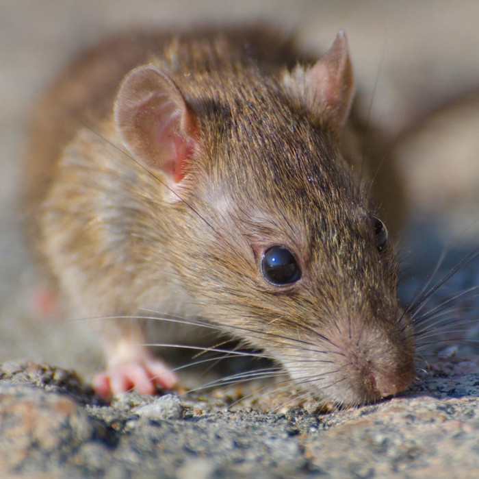 Jika kamu pertama kali melihat gambar tikus, maka kamu adalah tipe orang yang sangat analitis, berhati-hati, dan berorientasi pada detail