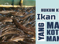 Hukum Konsumsi Ikan Lele yang Makan Kotoran Manusia