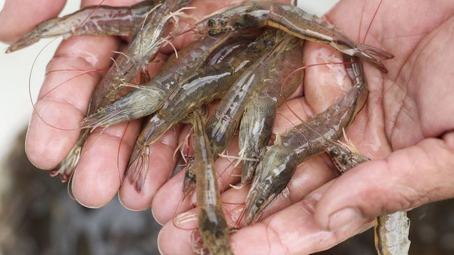 Makan udang mentah tak akan ubah manusia jadi alien, tapi risikonya bisa fatal bagi kesehatan.