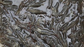 Pemerintah Musnahkan 5,7 Ton Udang Terpapar Cesium-137