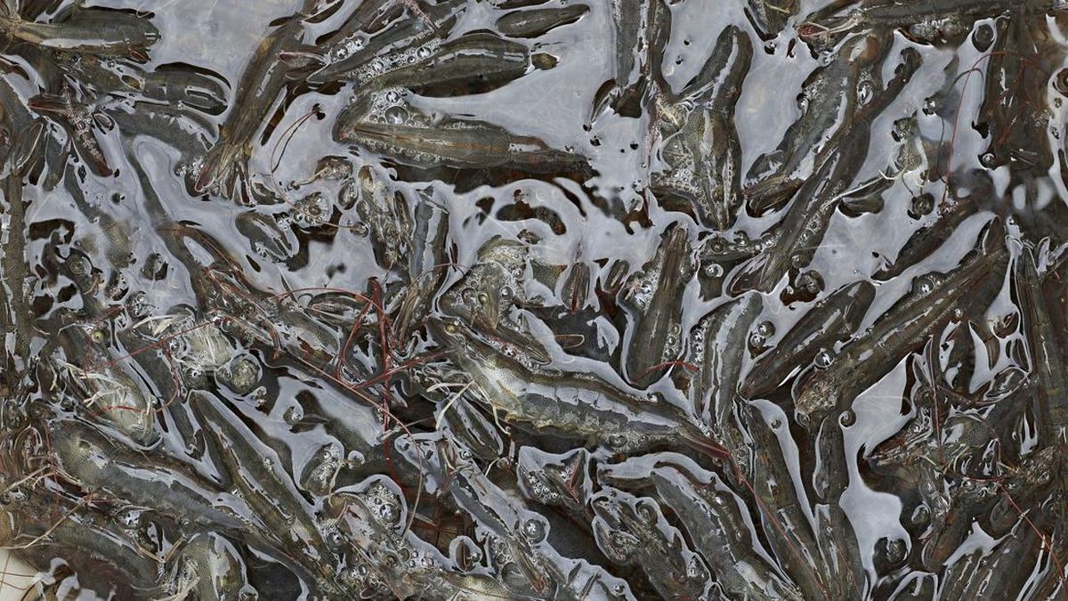 Pemerintah Musnahkan 5,7 Ton Udang Terpapar Cesium-137