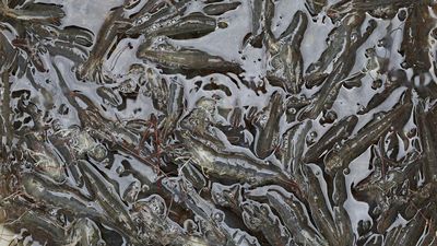 Pemerintah Musnahkan 5,7 Ton Udang Terpapar Cesium-137