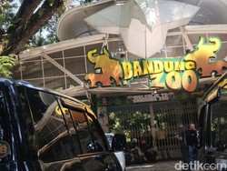 Bandung Zoo Ditutup Sementara, Kenapa?