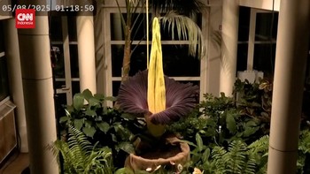 VIDEO: Penampakan Bungai Bangkai Mekar di Kebun Raya Polandia