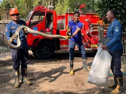 Hendak Mangsa Ayam, Sanca 3 Meter Ditangkap Damkar Sleman