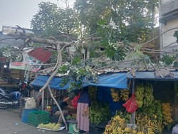 Pohon Setinggi 8 Meter Tumbang Timpa Lapak Pedagang Buah di Bogor