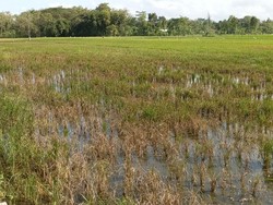 652 Hektare Tanaman Padi di Tulungagung Diserang Wereng