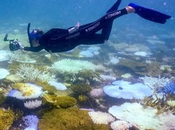 Great Barrier Reef di Ambang Krisis, Catat Rekor Kehilangan Karang