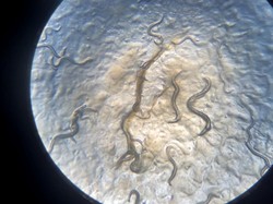 Spesies Baru Cacing Nematoda Ditemukan Tim Peneliti Universitas Brawijaya