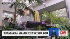 VIDEO: Bunga Bangkai Mekar di Kebun Raya Polandia