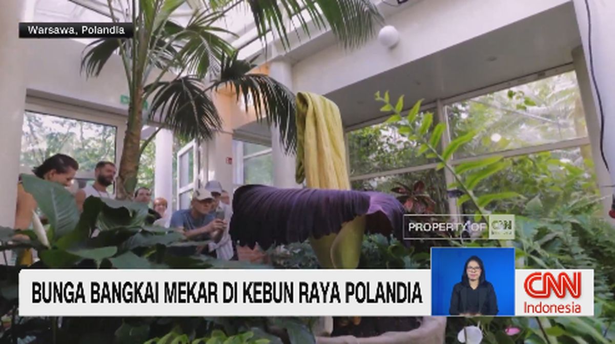 VIDEO: Bunga Bangkai Mekar di Kebun Raya Polandia