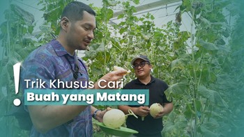 Belajar Cara Tanam Melon Berkualitas, Bisa Metik Sendiri Juga Lho!