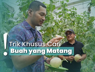 Belajar Cara Tanam Melon Berkualitas, Bisa Metik Sendiri Juga Lho!