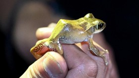 FOTO: Penemuan Spesies Baru di Karst Kamboja