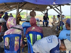 Siasat Petani Indramayu Melawan Serangan Hama Tikus