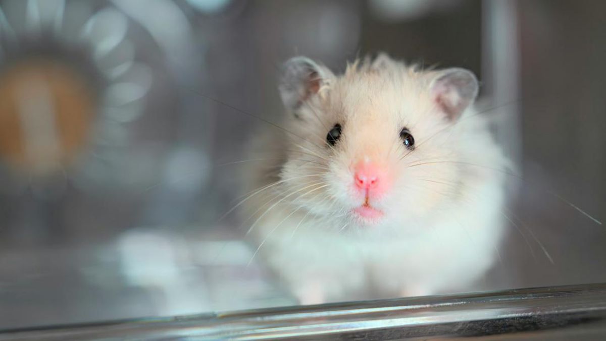 Mengenal Jenis-jenis Hamster, Dari 13 Mana yang Bisa Dipelihara?