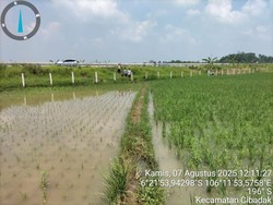 Lahan Persawahan di Lebak Kebanjiran, Saluran Air Tol Serpan Dinormalisasi