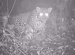 Geger Penampakan Macan Tutul Terekam Kamera di Gunung Lawu