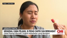 VIDEO: Mengenal Cabai Pelangi, Si Pedas Cantik dan Berkhasiat