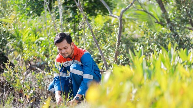 PT Pertamina dan Kementerian Kelautan mengembangkan Kawasan Mangrove Nasional di Kamal Muara, fokus pada pelestarian ekosistem dan pengelolaan sampah.