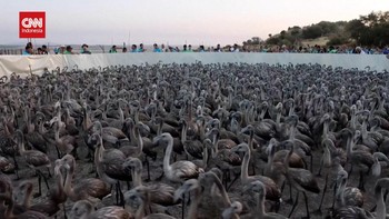 VIDEO: Pasca Kekeringan, Danau di Spanyol Dipenuhi Ribuan Flamingo
