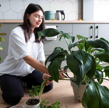 Dapur Lebih Hidup! 5 Rekomendasi Tanaman Cantik untuk Sudut Masakmu