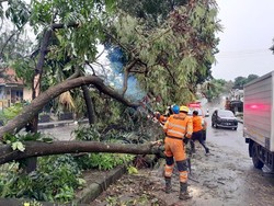 Hujan Disertai Angin di Bogor Bikin Pohon Tumbang hingga Timpa Mobil