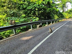Monyet-monyet Tanjakan Cisarakan yang Bikin Pengendara Rem Mendadak
