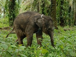 Kabar Duka di Hari Gajah, Anak Gajah di Riau Mati usai Ditinggal Induk