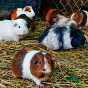 Menggemaskan! Ini 6 Cara Merawat Hamster untuk Pemula agar Tidak Cepat Mati