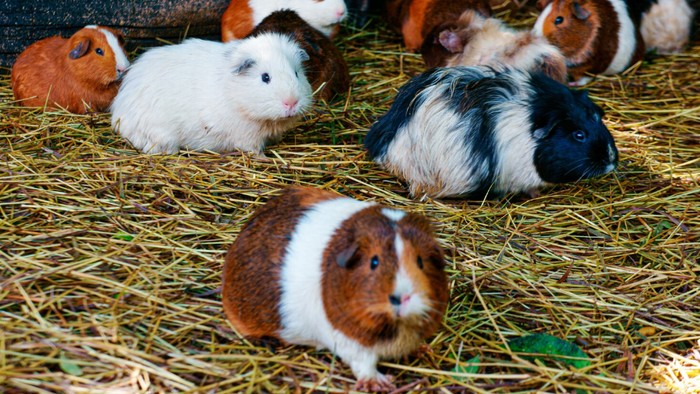 Menggemaskan! Ini 6 Cara Merawat Hamster untuk Pemula agar Tidak Cepat Mati