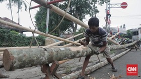 FOTO: Geliat Penjual Pohon Pinang Manggarai Sambut HUT Ke-80 RI